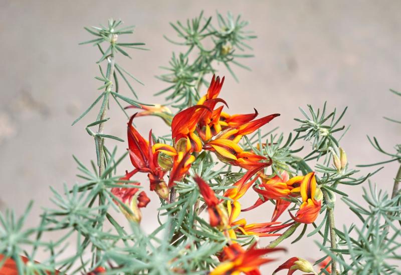 Lotosova loza - Lotus berthelotii - 10 najboljih vrsta visećeg cvijeća za vaše balkone
